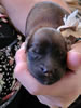 The tiny, mighty Miss White
