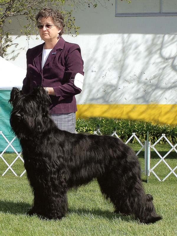Beto shown by breeder and coowner Jeanne Lorang