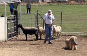 Blondie takes a bow