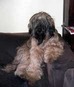Blondie as a couch Briard