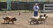 Blondie and Steve herding
